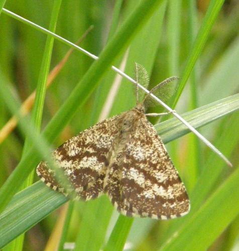 Réf. 281 299 : Ematurga atomaria